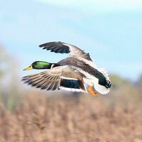 Cabragh Wetlands (@cabraghwetland) 's Twitter Profile