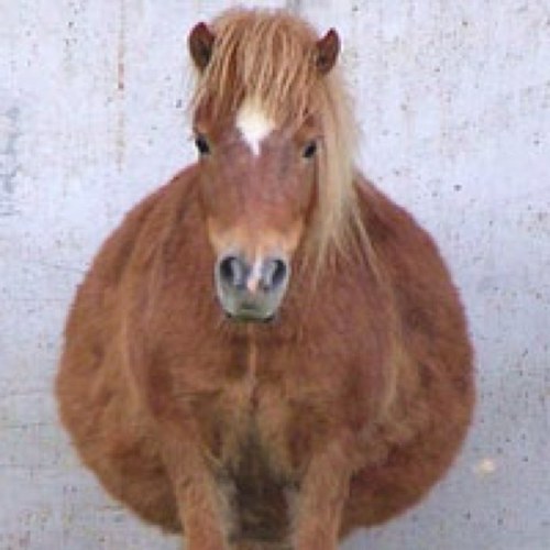 FounderProblems's profile picture. Proud owner of a foundered pony, and wouldnt trade her for the world.