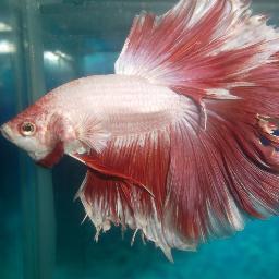Criador de peces y bettas,al por mayor y detalles.para comunicarte tel:.809-384-1310 o cel:.829-969-7162 para ver imagenes y videos youtube o Facebook