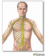 Receive sensory input from internal/external environments | Integrate the input
Respond to stimuli |