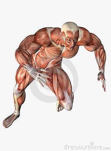 permit movement of the body | maintain posture | circulate blood throughout the body |