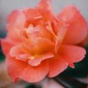 Melissa Dogan - @mlss_95 - Twitter