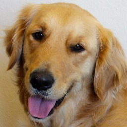 A Golden Retriever and friend, helping to share Mercy, Compassion and Hope. I work at Immanuel Lutheran Church. Request a visit! Luke 10:27 Woof! #K9ComfortDogs