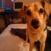 Sidney Vicious™ (@hackerk9) 's Twitter Profile