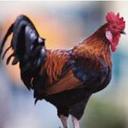 JamesCock - @JamesCock7 - Twitter