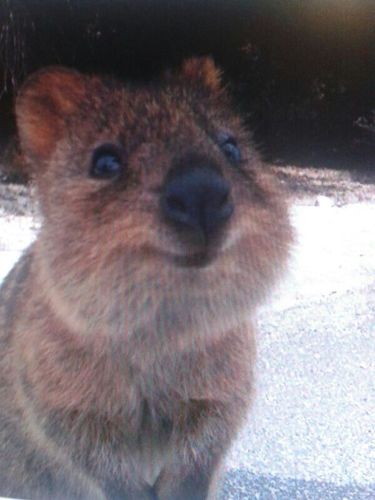 Graduado en pintar sin salirse de los bordes con Master en Plastilina.
---Pandas, mapaches, koalas y quokkas---