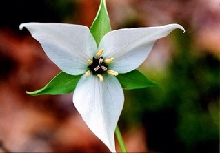 LelaUngaro's profile picture. Christian, artist/painter, dog lover & rescuer, crochet designer, genealogist, true crime & trial junkie living happily ever after in the Blue Ridge foothills