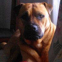 Jose Maria (@palazon1966) 's Twitter Profile