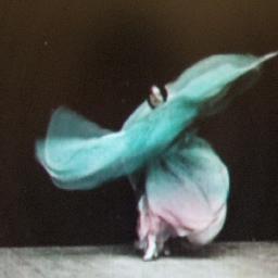 anarquialcelo's profile picture. .