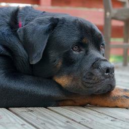 Rottie lover (and now a Bully lover), tennis nut, former LA girl, news junkie. Tweets are all mine I tell you, mine!