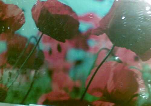 dolcemiscela's profile picture. Mentre rimandiamo....la vita passa!