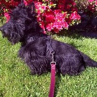 Robert Harper (@robertharper2) 's Twitter Profile