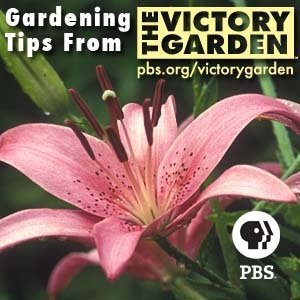 Television’s longest running horticultural how-to series. Equips viewers with the inspiration to roll up their sleeves, get their hands dirty and live outdoors!