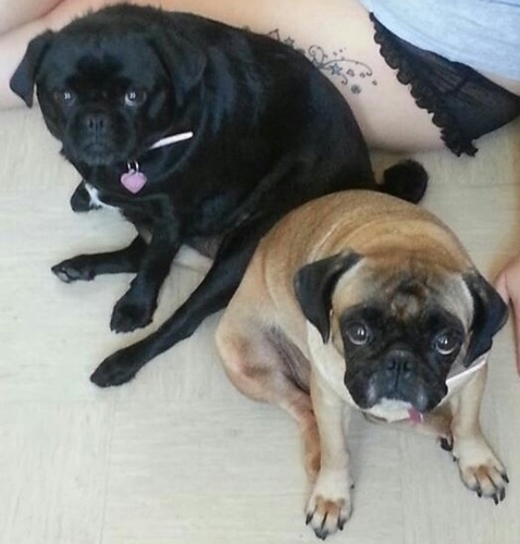 snuggpugs's profile picture. PUG sisters! Cute, fluffy and spoilt! Mummy is @jesslovespugs29 & daddy is @moonyy78 ♥ Snuggles is girlfriend to @stanthemanpug ♥