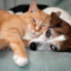 Finding the best priced deals on thousands of different Pet Supplies and more.  We follow back!