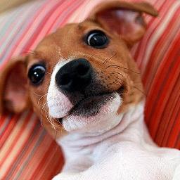 I'm A Dawg And I Like TV. Btw, Give Me A Shoutout  Shooting Fo 500 Followers Or More!!!! Keep It Real Wit Yo $wag..!
