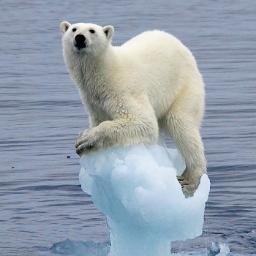 Help us save the polar bears and other forms of marine life! Follow this twitter to learn more! #SML Check out http://t.co/8eXiOycH7q and http://t.co/Yhp15BRhPm