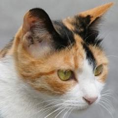 猫(cat)さんのプロフィール画像