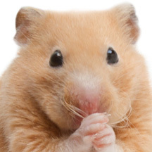 SuperpetUSA's profile picture. Super Pet offers homes and products for small animal pets. We’ll be posting fun facts, promotions, news, and scheduled reminders on how to keep your pet happy!