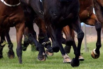 SumahraTbreds's profile picture. 