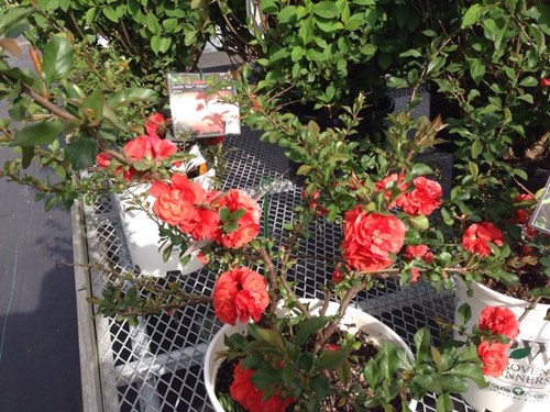 G_Ranch's profile picture. 