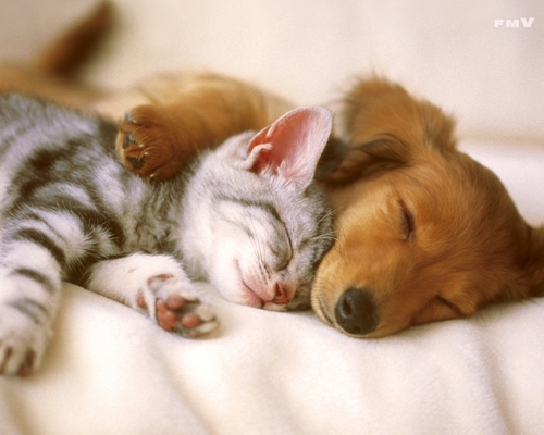 Cutest baby animals guaranteed!