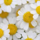 joni larsen - @jonilarsen - Twitter