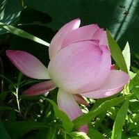 Keiko Shanti (@keikoshanti) Twitter profile photo