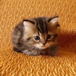 brightbluesky13's profile picture. My name's Jessica I'm cute, lovable and brunette so um follow me ?