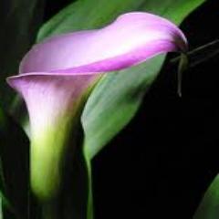 Chitrajah's profile picture. 