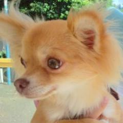 飼い犬の写真集にしました。
ロングコートチワワ
2012/5/22生まれ、女の子