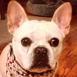 TheSmarmyDog's profile picture. I'm Fucking Cute