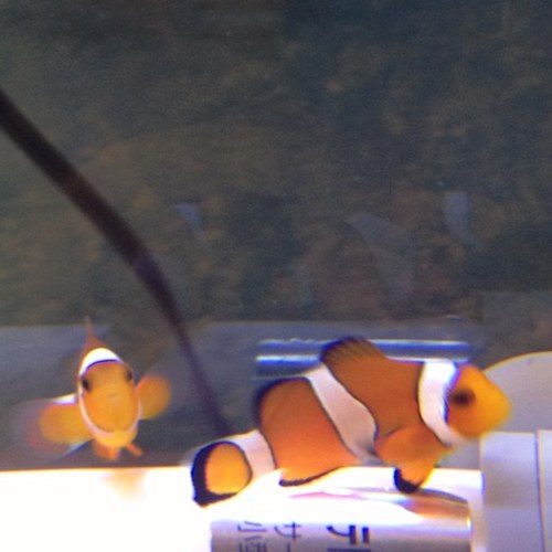 tetsu_imai0115's profile picture. 