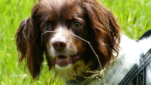 Pet dog trainer running classes in Cornwall, http://t.co/njgPg5CAFH . Hearing Dogs puppy socialiser.
