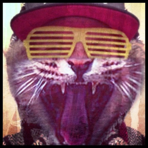 A real nigga cat w an attitude. Call me Beethoven