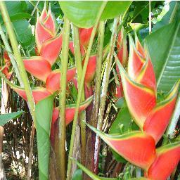 We are specialized with our products such as Tropical Flowers with specification of Helliconia flowers on 18 hectare