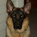 Max Gallo - @playfulpup101 - Twitter