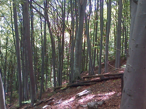 In equilibrio tra boschi, montagne, parchi, ecosistemi e uomo.