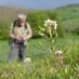 Flora of Derbyshire (@derbyshireflora) Twitter profile photo