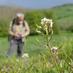 Flora of Derbyshire (@DerbyshireFlora) Twitter profile photo