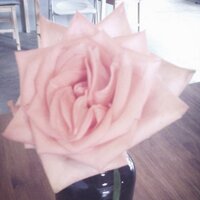 또또랑깽꼬 (@dlwl05) 's Twitter Profile