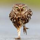 Gang Lu - @Bloodbird1983 - Twitter