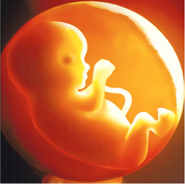 prolifeaktion's profile picture. Katholisch. Pro-Life. Pro-Family.