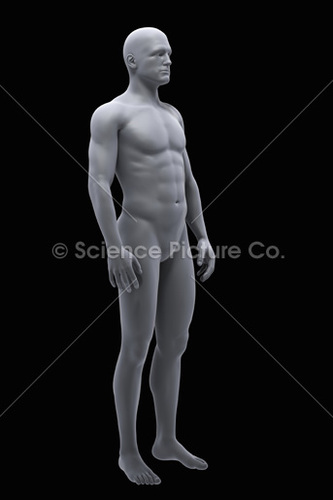 function to homeostasis| protect |regulate body temperature|sensory reception|water balance|synthesis vitamins,hormones, and absorption