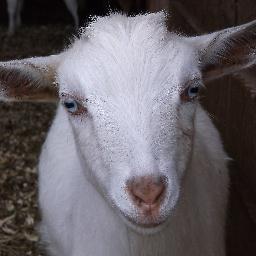 caprinicreamery's profile picture. Caprini Creamery, Where Science and Art meet to make Great Cheese. Our family makes farmstead goat cheese. ACS 2019 winning Feta.