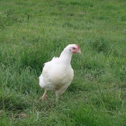 We produce and sell free-range chickens via local farm shops, butchers and direct at farmers markets. Free-range Bronze Turkeys and Cockerels for Christmas
