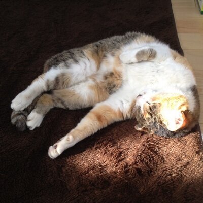 猫のみーちゃん Yookoochi Twitter