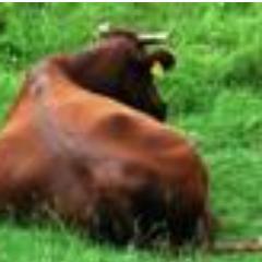 nonchan44270216's profile picture. 震災をきっかけに、TVをほとんど見なくなりました。支配したい人たちは、私たちがTVや広告だらけの新聞・雑誌を見なくなるのを恐れているんだと思います。