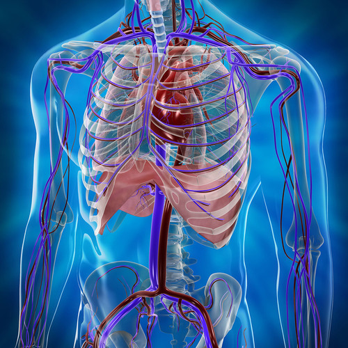permits blood/lymph circulation to transport nutrients|  to and from cells of the body |