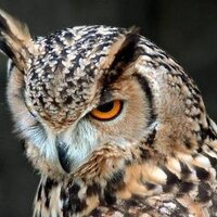 小林 (@sovazyu) 's Twitter Profile